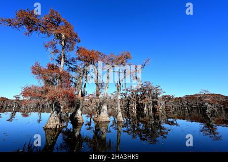 Couleurs d'automne à Caddo Lake Texas Banque D'Images