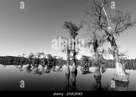 Vue sur le lac Caddo 2 Banque D'Images