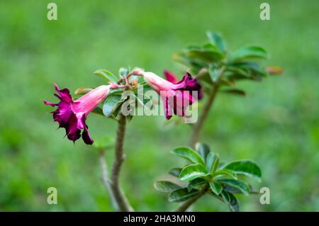 Belle rose pourpre du désert, Adenium obesum, en fleur avec un fond vert. Banque D'Images