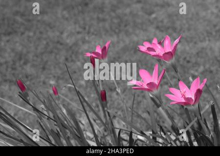 Nénuphars roses isolés sur fond gris. Banque D'Images