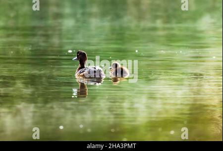 Canard touffeté avec poussin sur de l'eau brumeuse Banque D'Images