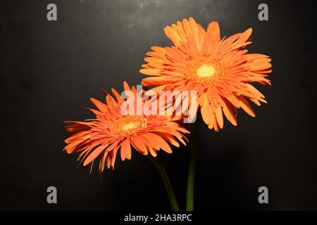 Deux Gerberas orange isolés sur fond noir. Banque D'Images