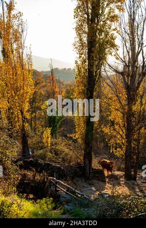 Vache rouge en paysage d'automne à côté de peupliers jaunes avec lumière du coucher du soleil Banque D'Images