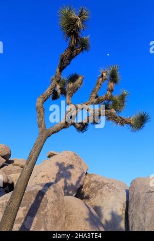 Joshua Tree National Park, Californie au coucher du soleil Banque D'Images