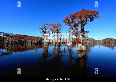 Couleurs d'automne à Caddo Lake Texas Banque D'Images