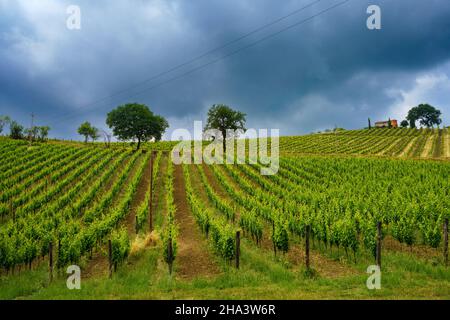 Paysage rural près de Monterubbiano et Ripatransone, entre les provinces de Fermo et Ascoli Piceno, Marche, Italie, au printemps Banque D'Images