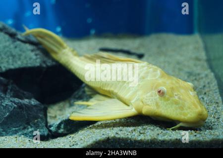 Aquarium poisson-chat l'ancistrus albino se trouve sur le fond de sable de l'aquarium Banque D'Images