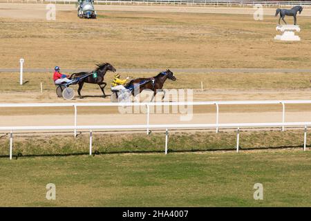 PLOIESTI, ROUMANIE - 07 octobre 2018 : le 07 octobre 2018 : une course de chevaux de trôle sur l'hippodrome de Ploiesti à Prahova, Roumanie. Banque D'Images