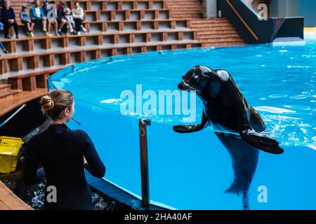 le lion de mer se couche au soleil Banque D'Images