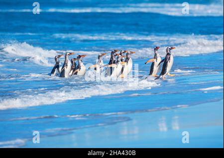 Manchots (Pygocelis Papouasie Papouasie) sortir de l'eau, l'île de Sea Lion, îles Malouines, l'Amérique du Sud Banque D'Images