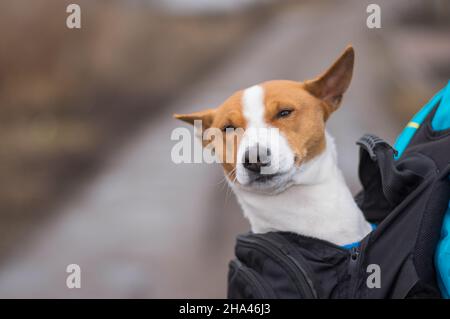 Portrait d'un chien Basenji heureux et satisfait tout en étant assis à l'intérieur d'un confortable sac à dos principal avant une longue marche sur une rue sale à l'automne Banque D'Images