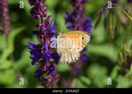 Papillon brun prairie solitaire (Maniola jurtina) aspirant le nectar sur une fleur de sauge sauvage à la fin de la saison de printemps Banque D'Images