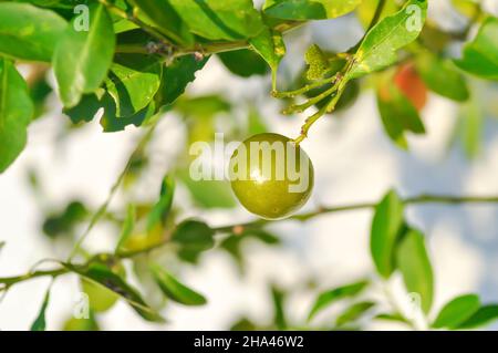 Kumquat , plante de Kumquat ou Cumquats ou Citrus Japonica Thunb ou RUTACEAE plante Banque D'Images