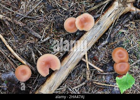 Laccaria proxima, connue sous le nom de Scurfy Deceiver, champignon sauvage de Finlande Banque D'Images