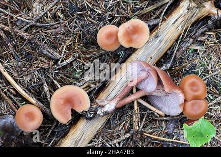 Laccaria proxima, connue sous le nom de Scurfy Deceiver, champignon sauvage de Finlande Banque D'Images