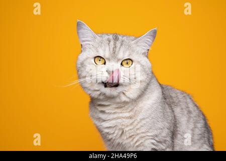 joli tabby argent britannique shorthair chat faim licking lèvres montrant la langue regardant l'appareil photo sur fond jaune Banque D'Images