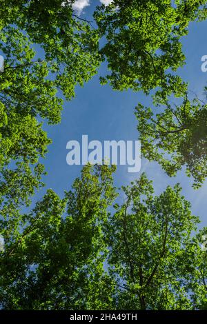 vue d'en dessous sur les arbres de vieux chênes Banque D'Images