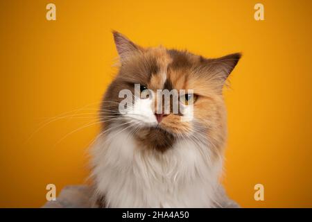 magnifique calico british longhair chat qui a l'air sérieux, grumpy ou en colère sur fond jaune Banque D'Images