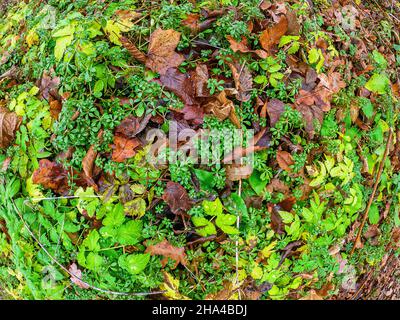 Surface forestière d'automne avec plantes vertes et feuilles mortes.Mélange de feuilles mouillées et d'herbes fraîches.Arrière-plan lumineux.Superbe économiseur d'écran pour aut Banque D'Images