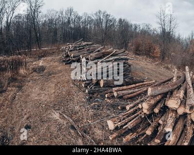 Rangée de troncs d'arbres abattus au milieu de la forêt d'automne.Journalisation. Banque D'Images