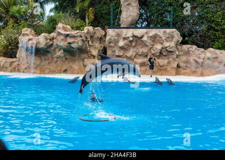 PUERTO DE LA CRUZ, TENERIFE - 7 janvier 2020 : spectacle de dauphins dans le Loro Parque, qui est maintenant la deuxième plus grande attraction de Ténérife avec celle de l'europe Banque D'Images