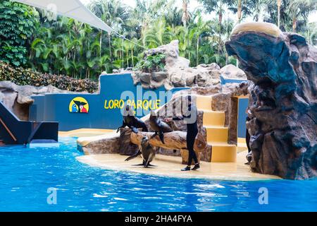 loro Park, Tenerife, Espagne ; 7 janvier 2020 : spectacle des otaries à Loro Parque. Banque D'Images