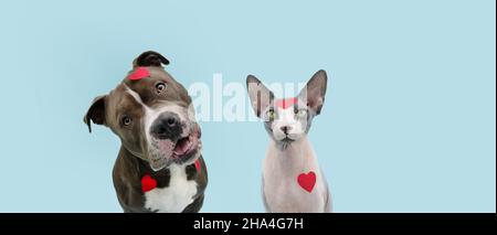 Chien et chat amour célébrant la Saint-Valentin avec des autocollants en forme de coeur.Isolé sur fond bleu pastel. Banque D'Images