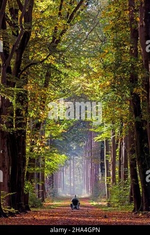 un homme en fauteuil roulant traverse une avenue, lochem, pays-bas, europe Banque D'Images