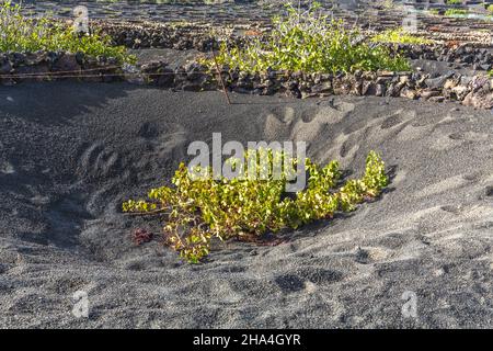 creux avec vignes,viticulture,méthode de construction sèche,paysage volcanique près de la geria,lanzarote,îles canaries,espagne,europe Banque D'Images