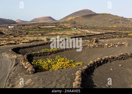 viticulture,méthode de construction sèche,paysage volcanique près de la geria,derrière les volcans montana negra,montana colorada,montana ortiz,lanzarote,îles canaries,espagne,europe Banque D'Images