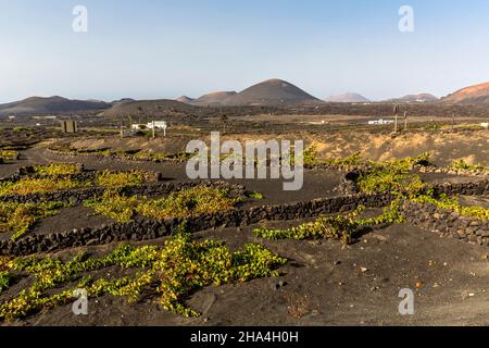 viticulture,méthode de construction sèche,paysage volcanique près de la geria,lanzarote,îles canaries,espagne,europe Banque D'Images