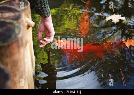 Main de l'enfant atteignant vers les grands poissons Koi orange dans l'étang. Banque D'Images