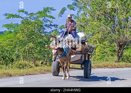 Homme cubain en charrette, lourdement chargé de bois de chauffage, tiré par mule sur la route dans la Sierra Maestra, province de Santiago de Cuba sur l'île de Cuba, Caraïbes Banque D'Images