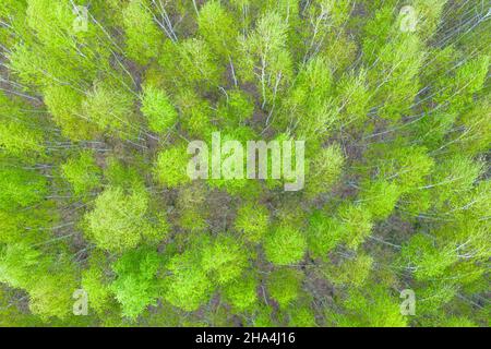 Vue aérienne de dessus arbre forestier, écosystème de la forêt tropicale et environnement sain concept et fond, texture de vert arbre vue de la forêt d'en haut. Banque D'Images