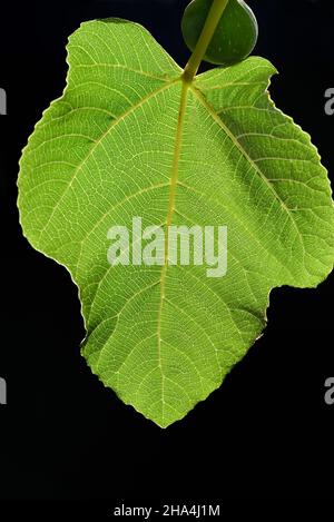 Gros plan d'une feuille de figuier verte avec le soleil qui le traverse sur un fond sombre Banque D'Images