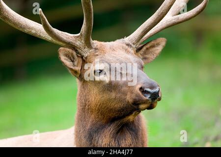 portrait de cerf Banque D'Images