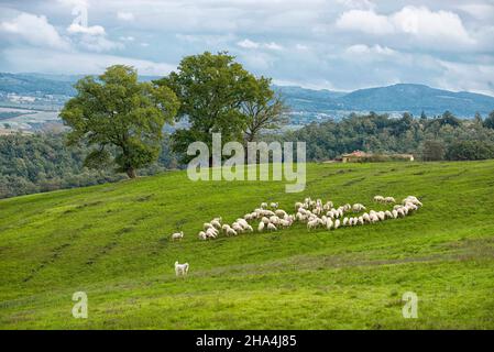 troupeau de moutons en crète, italie, europe Banque D'Images