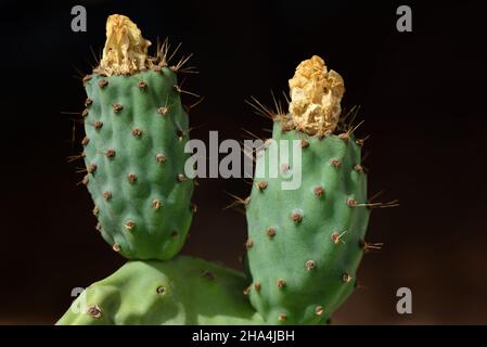 Fruits verts non mûrs de cactus à poire épineuse sur la plante sur fond sombre dans la nature Banque D'Images