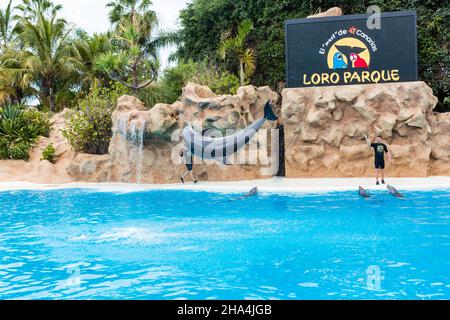 PUERTO DE LA CRUZ, TENERIFE - 7 janvier 2020 : spectacle de dauphins dans le Loro Parque, qui est maintenant la deuxième plus grande attraction de Ténérife avec celle de l'europe Banque D'Images