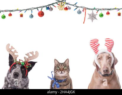 Deux chiens avec des bois de renne et un chat avec un noeud de flocon de neige, avec des guirlandes de Noël ornées d'ornements au-dessus d'eux; sur blanc, avec la copie de la flèche Banque D'Images