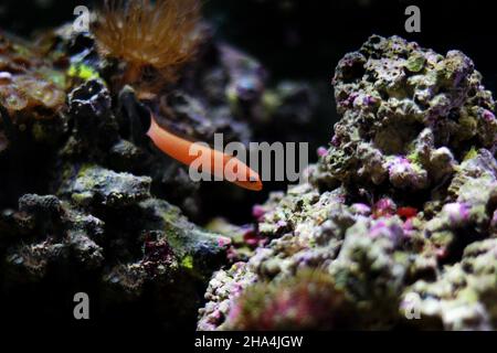 Dottyback orange allongé - (Pseudochromis elongatus) Banque D'Images