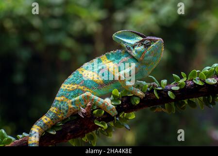 Un caméléon voilé suspendu sur un tronc d'arbre Banque D'Images