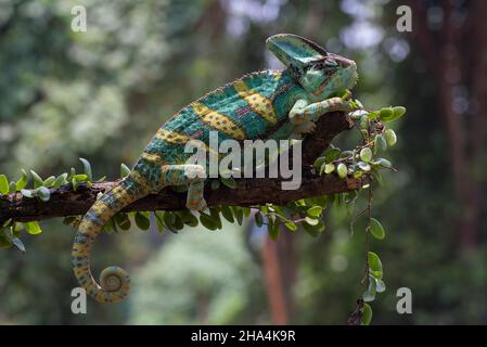 Un caméléon voilé suspendu sur un tronc d'arbre Banque D'Images