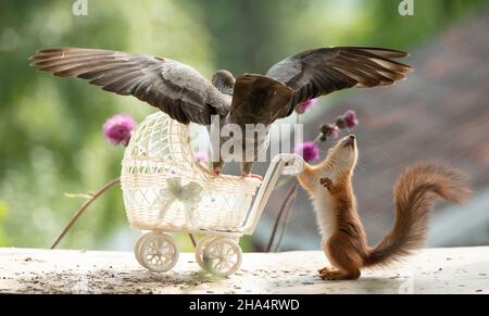 les jeunes écureuils roux et pigeon en bois sont debout dans une poussette Banque D'Images