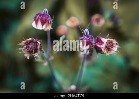 bach avens,geum rivale,tyrol,autriche,été Banque D'Images