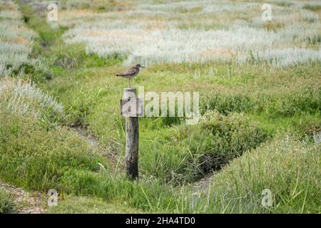 redshank,tringa totanus,marais salants,parc national de la mer des wadden,st. peter ording,schleswig-holstein,mer du nord,allemagne,été Banque D'Images