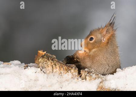 Prise D'écureuil Rouge Un écrou Dans Les Pattes Et Les Essais Pour Le  Dédoubler Se Reposant Sur Un Tronc D'un Arbre Photo stock - Image du  mignon, pelucheux: 94019284