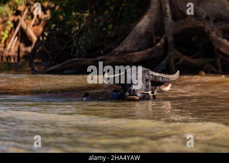 Un buffle d'eau établit un contact visuel avec un bateau qui passe au Myanmar Banque D'Images