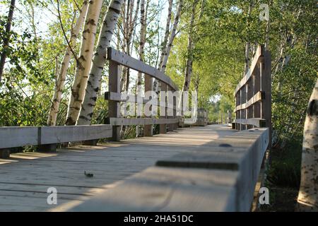 Sentier de randonnée et pont de marais en bois à angle bas l'après-midi en été (parc de la sauvagine, Sackville, N.-B., Canada) Banque D'Images