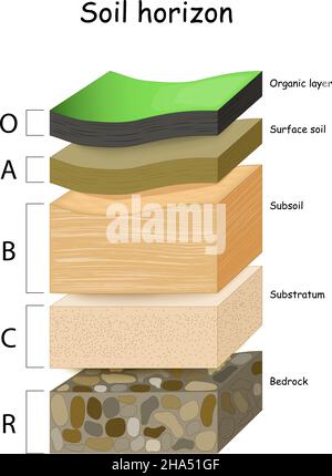 couches du sol.Une coupe transversale d'un sol, révélant des horizons.Exemple de profil de sol : organique, de surface, sous-sol, substrat et soubassement. Illustration de Vecteur